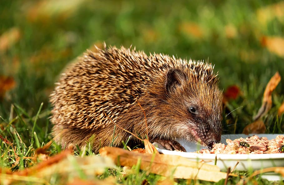 brown, animal, eating, white, plate, hedgehog, hannah, young, meal, garden