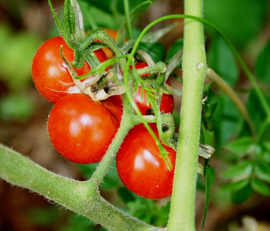 tomatoes, cherry tomatoes, cocktail, small, round, shiny, red, foliage, green, branches