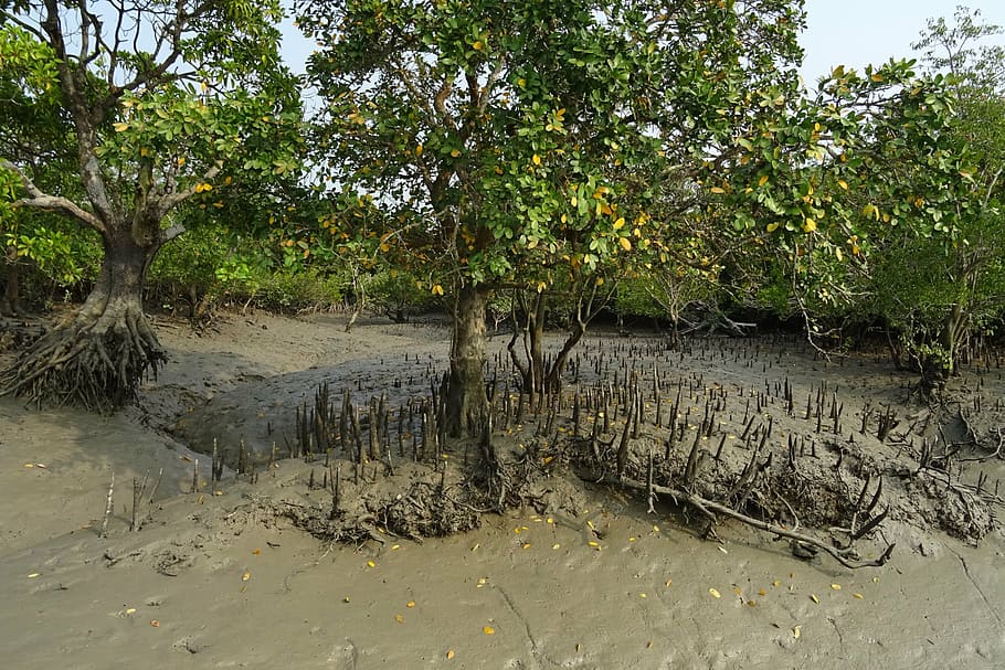 mangroves, aerial roots, sundarbans, swamp, forest, river, ramsar site, unesco, world heritage, flora