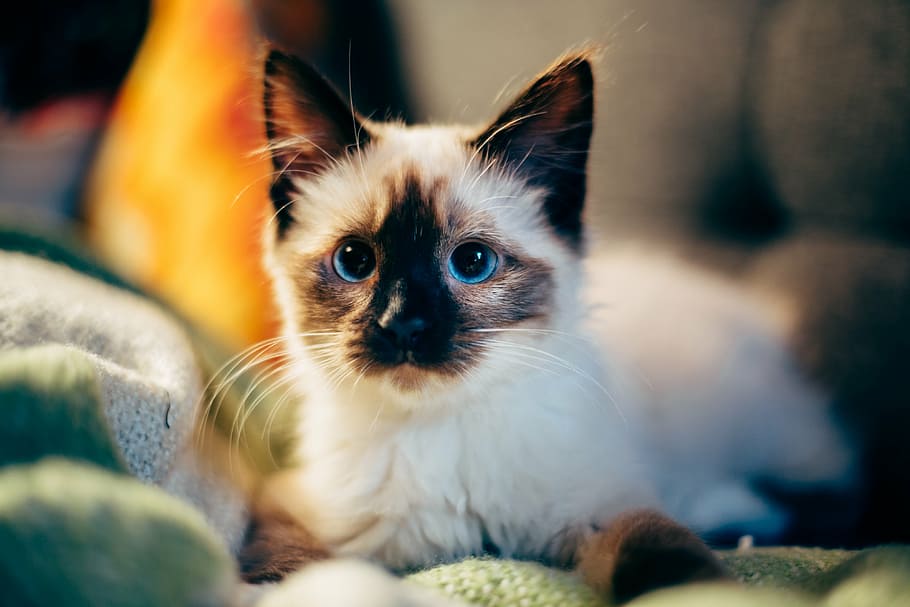 cat, sitting, textiles, kitten, animal, pet, blur, blanket, pets, domestic animals