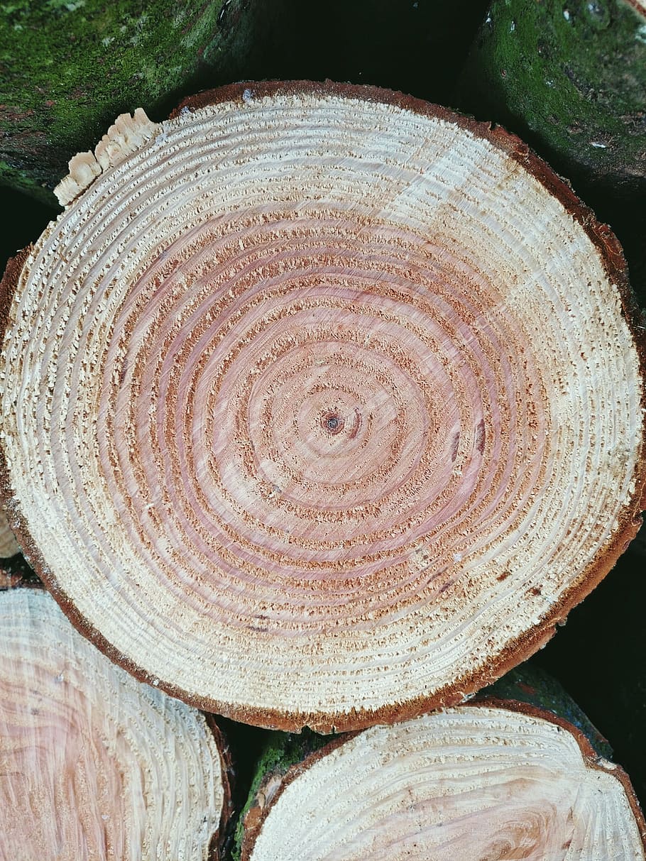 wood, cross section, years, rings, age, bark, close-up, circle, tree ring, pattern