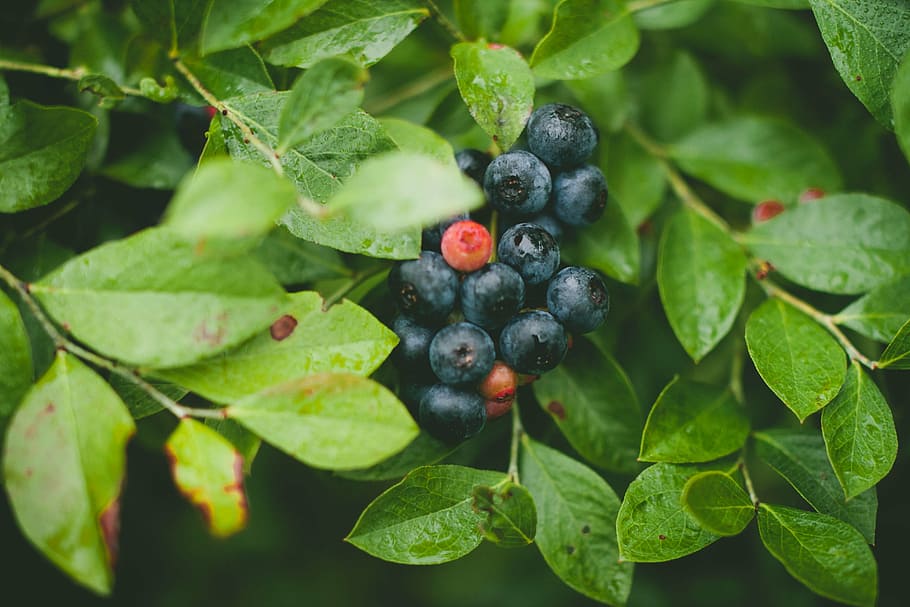 buah blueberry, hitam, memetik, buah-buahan, hijau, tanaman, blueberry, buah, daun, makanan sehat