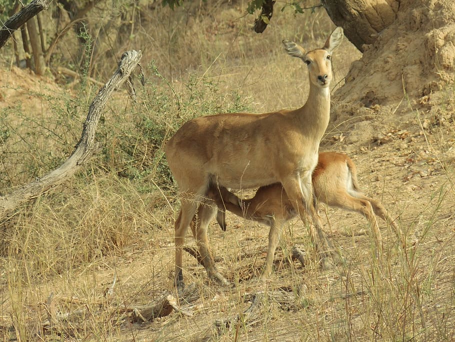 Antelope, Calf, Suckling, Female, young, benin, dry season, february, kingdom animalia, phylum chordata