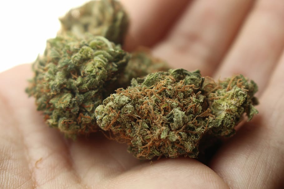 person, holding, marijuana buds, Weed, Cannabis, Marijuana, Stoner, Pot, 420, ganja