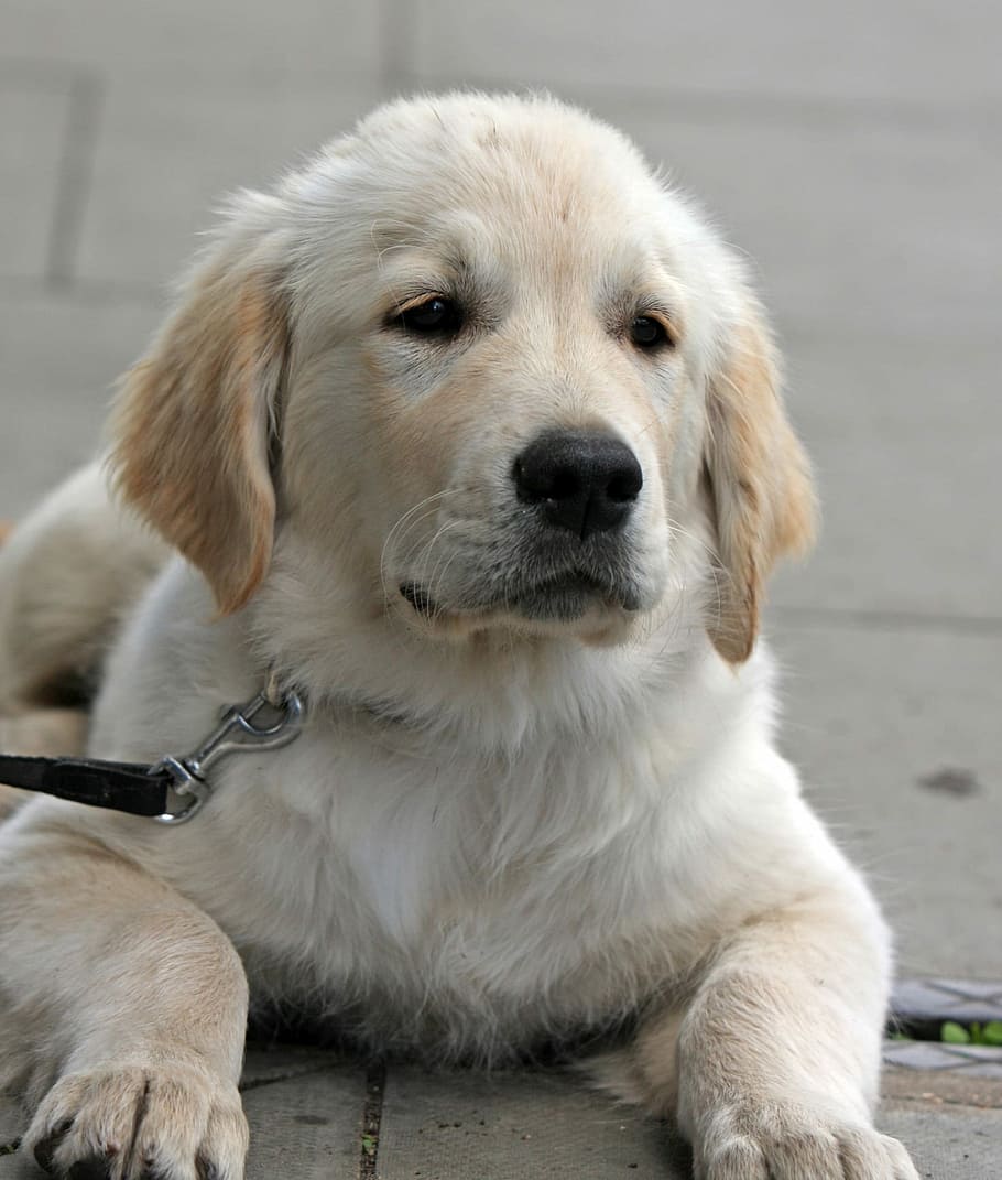 yellow, labrador retriever, gray, concrete, pavement, yellow Labrador Retriever, dog, puppy, golden retriever, retriever