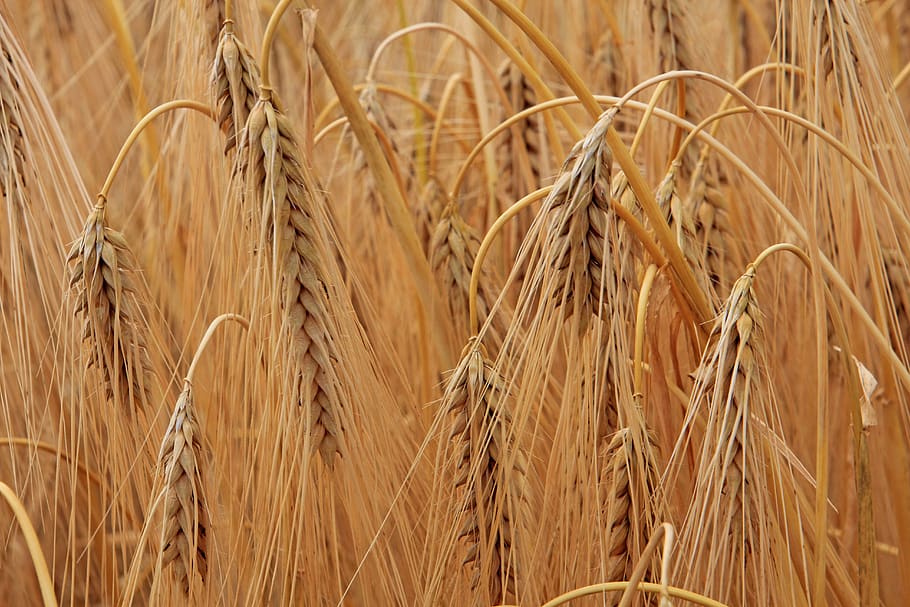cereals, cornfield, agriculture, background, cereal plant, crop, plant, wheat, land, growth