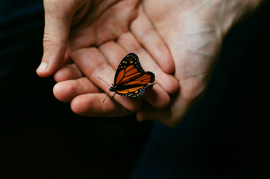 person, holding, brown, black, butterfly, orange, people, hands, hold, perched