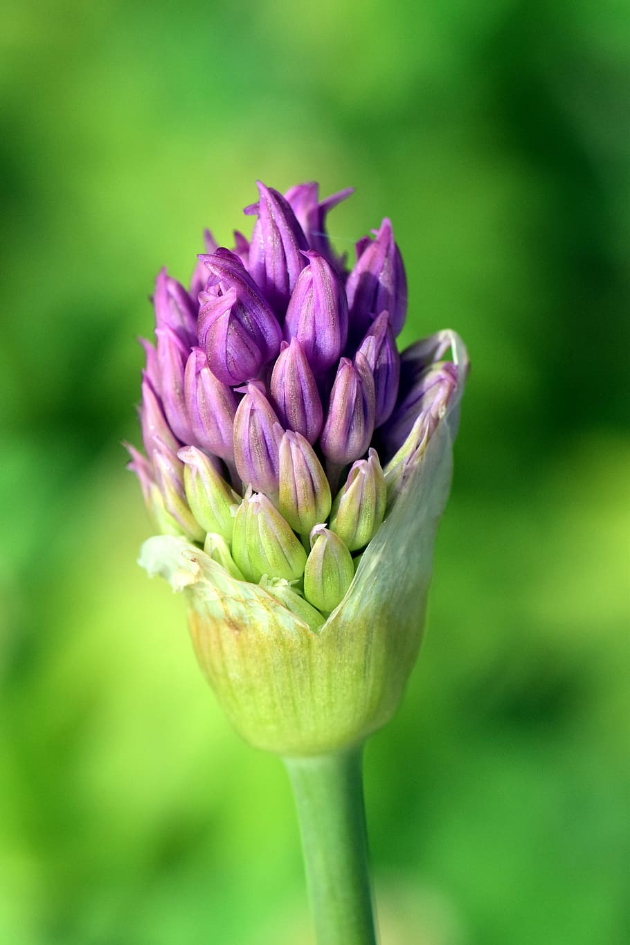 leek, ornamental onion, blossom, bloom, flower, giant allium, purple, violet, close, plant
