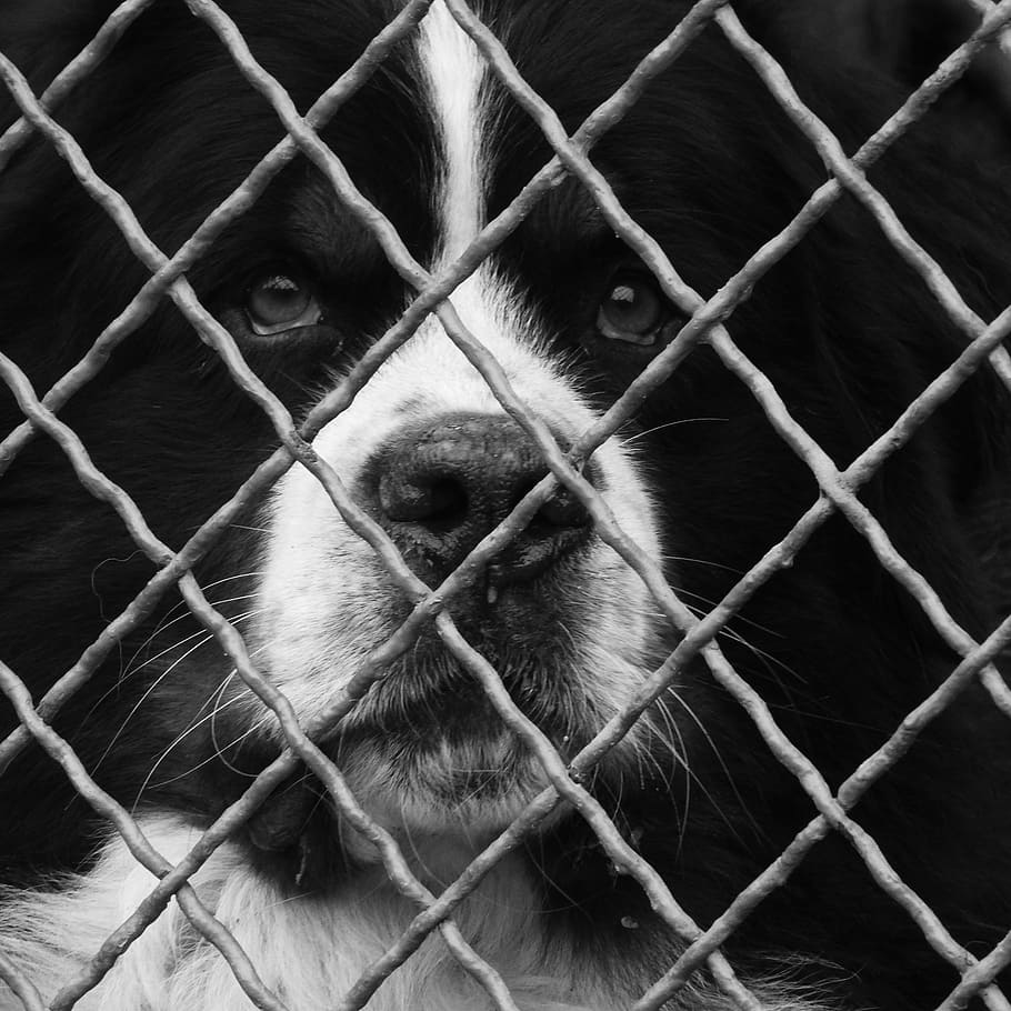 Fence, Guard Dog, dog behind fence, dog, pets, animal, canine, black Color, mammal, black And White