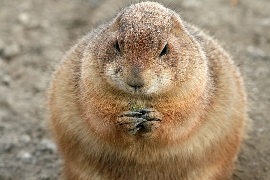 brown rodent, pet, rodent, guy, eat, eating, fur coat, fat, french toast, hair