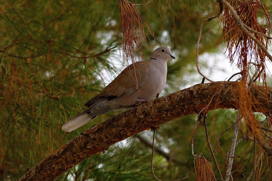 dove, pigeon, bird, feathered, sitting, tree, animal, resting, vertebrate, animal themes