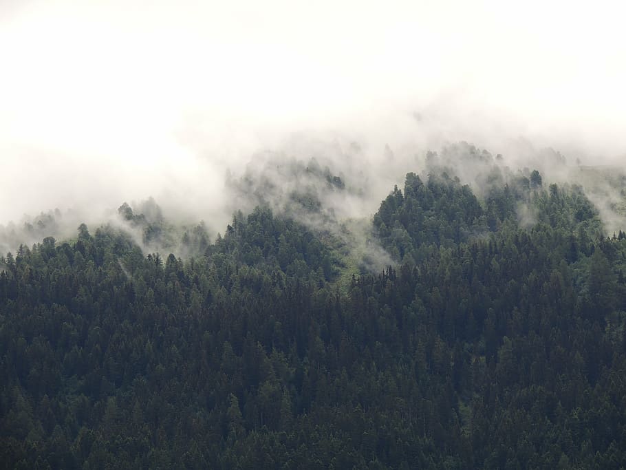 green, trees, surrounded, fogs, daytime, nature, landscape, woods, forest, fog