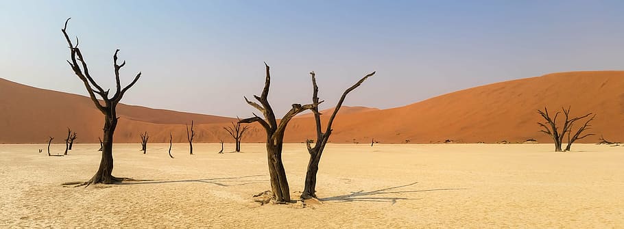 marrom, árvore, deserto, áfrica, namíbia, paisagem, dunas, dunas de areia, seca, areia