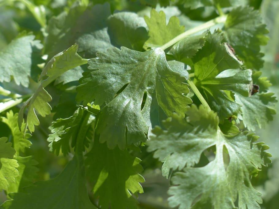 selective, focus photography, green, leafed, plant, real coriander, kitchen herb, coriander, leaves, stalk