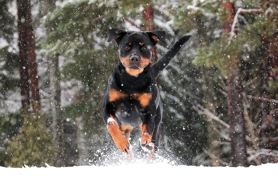 rottweiler, dog, winter, pet, animals, snow, one animal, canine, mammal, domestic