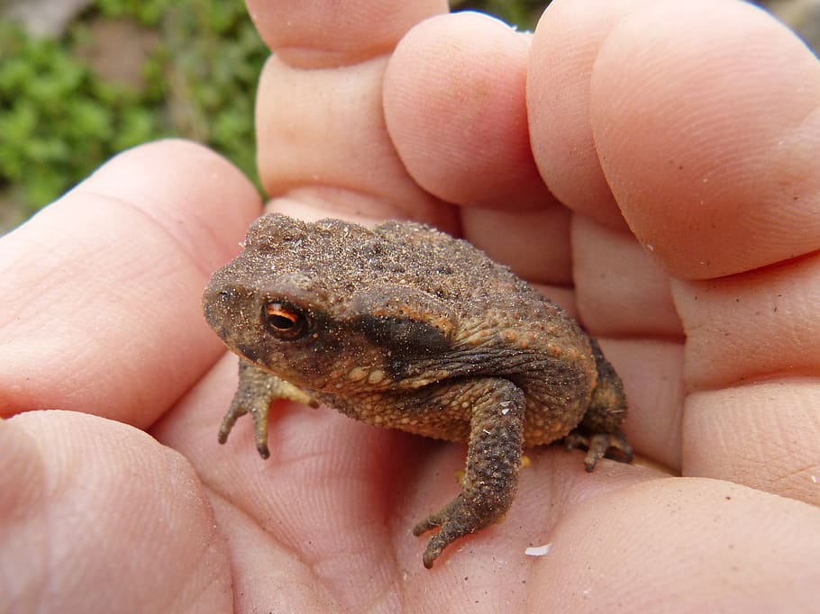 toad, sapito, batrachian, hand, tiny, nature, small, wild life, animalia, human body part