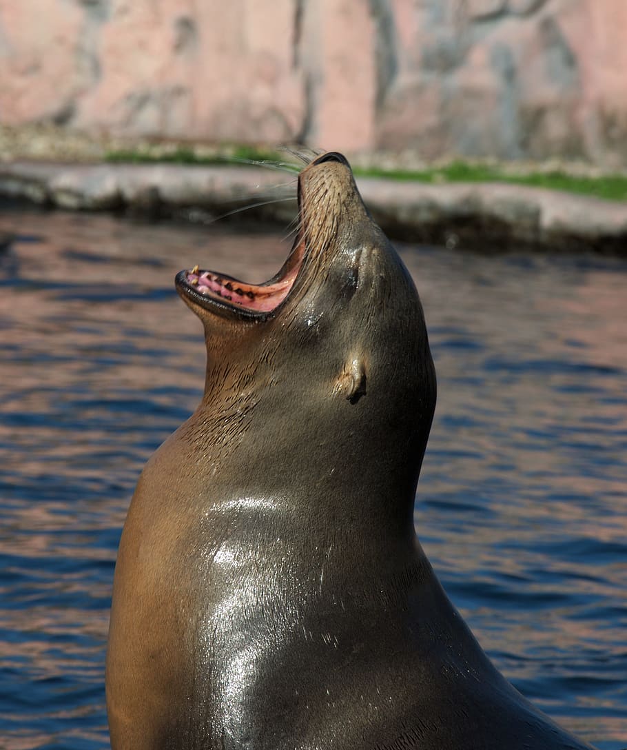 Nature, Animal, Zoo, Seal, Snout, Robbe, mouth open, one animal, animals in the wild, animal wildlife