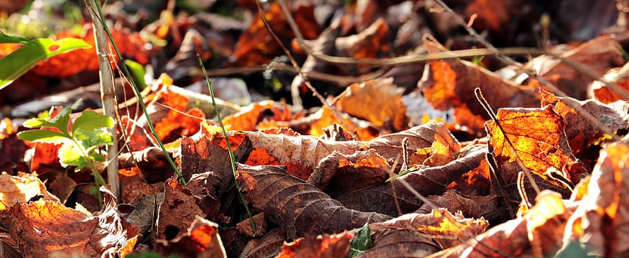 fechar, fotografia, marrom, folhas de bordo, outono, folhas, cor de outono, natureza, outono dourado, colorido