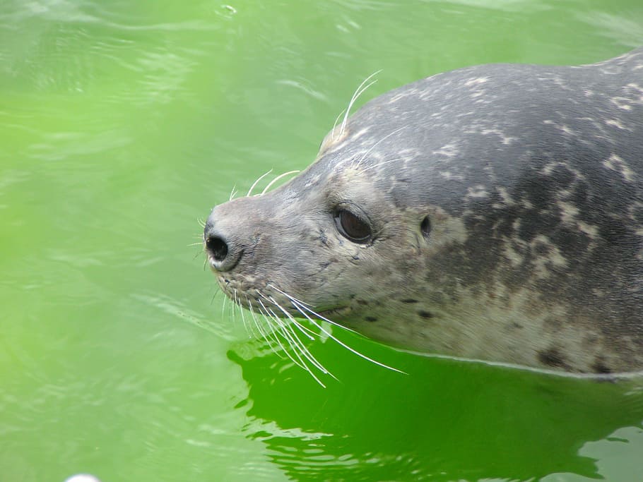 Seal, Robbe, North Sea, sealarium, westküstenpark, st peter-ording, animal, sea animal, one animal, animals in the wild