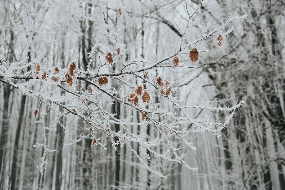 pohon, dilapisi, salju, musim dingin, putih, dingin, cuaca, es, tanaman, alam