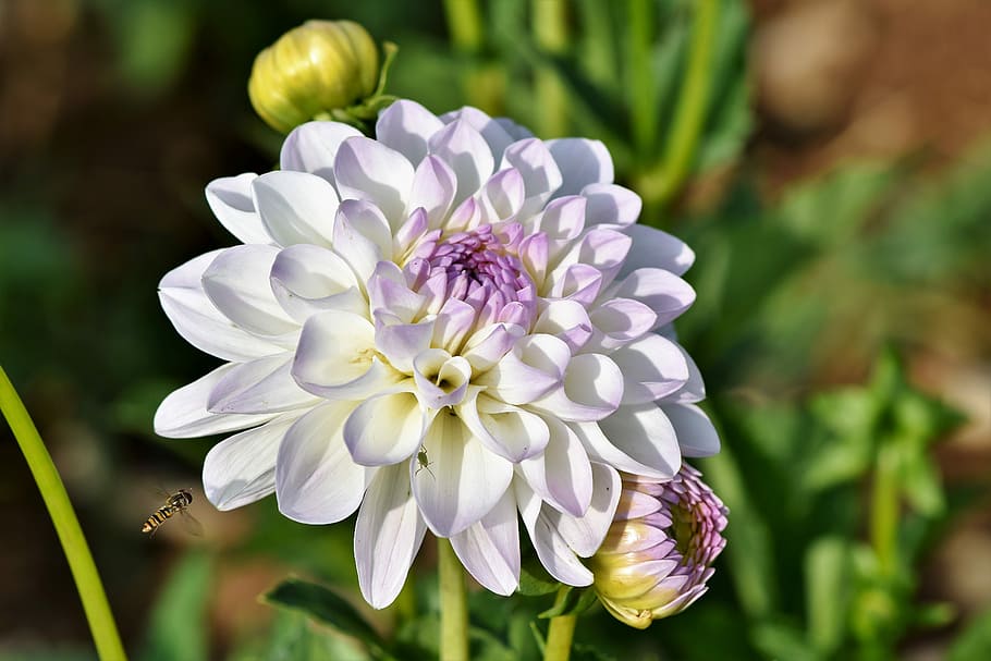 white, petaled flower, selective, focus photography, dahlia, dahlias bud, hover fly, insect, flower, bud
