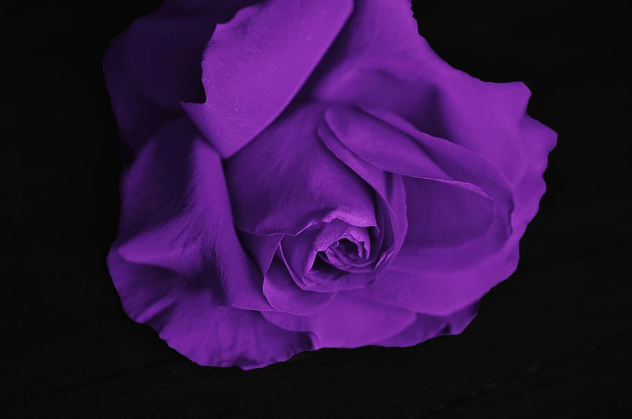 purple rose flower, roses, flower, love, plant, valentine, color, rose, romantic, romance