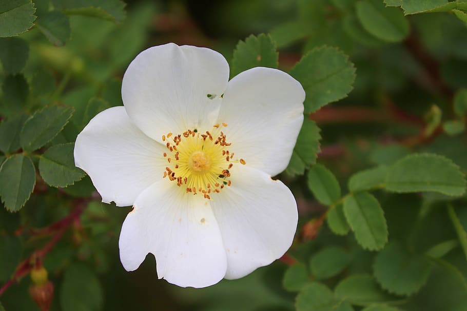 шиповник, белый, розовая коримбифера, кустовая роза, куст, цвести, цветение, раннее лето, дикое растение, отличительный