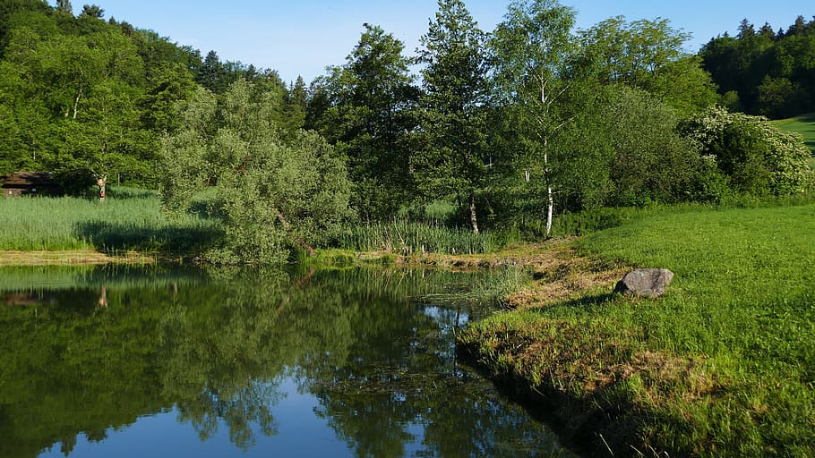 landscape, nature conservation, pond, plant, tree, water, tranquility, beauty in nature, green color, reflection