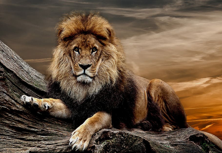 painting of lion, lion, predator, animal, zoo, animal wildlife, animal themes, mammal, animals in the wild, lion - feline