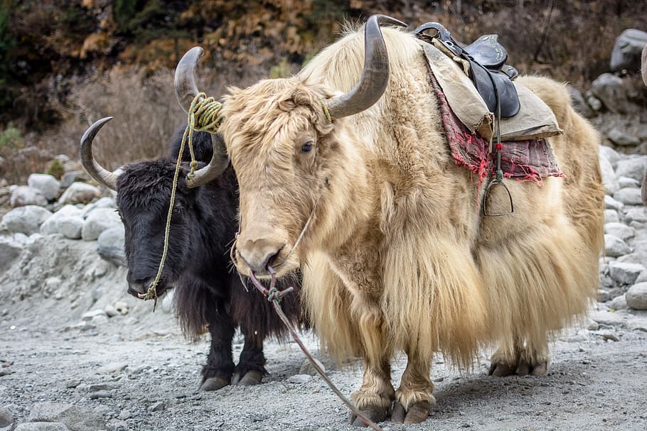 Manali, Himalayas, Yak, Cattle, Horns, solang, nandi, horned, animal themes, livestock