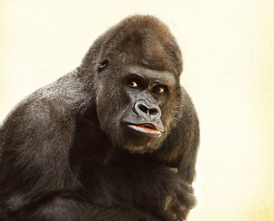 black gorilla, gorilla, silverback, animal, silvery grey, imposing, powerful, fur, mammal, monkey