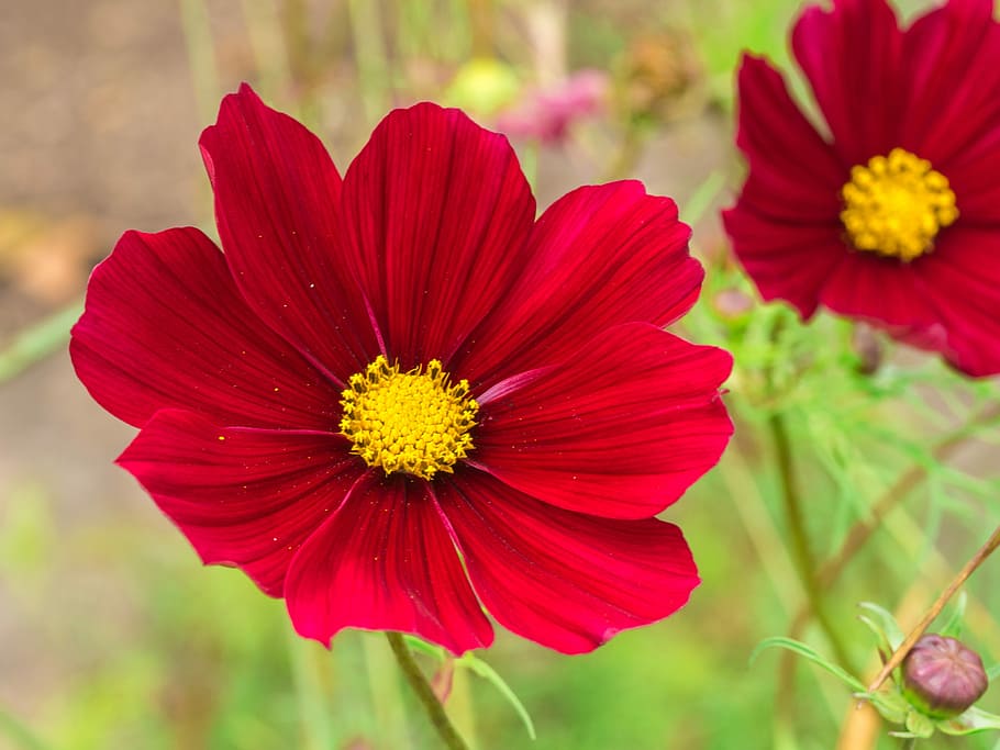 selective, focus photography, red, cosmos flowers, flower, petals, garden, summer, flowering plant, beauty in nature