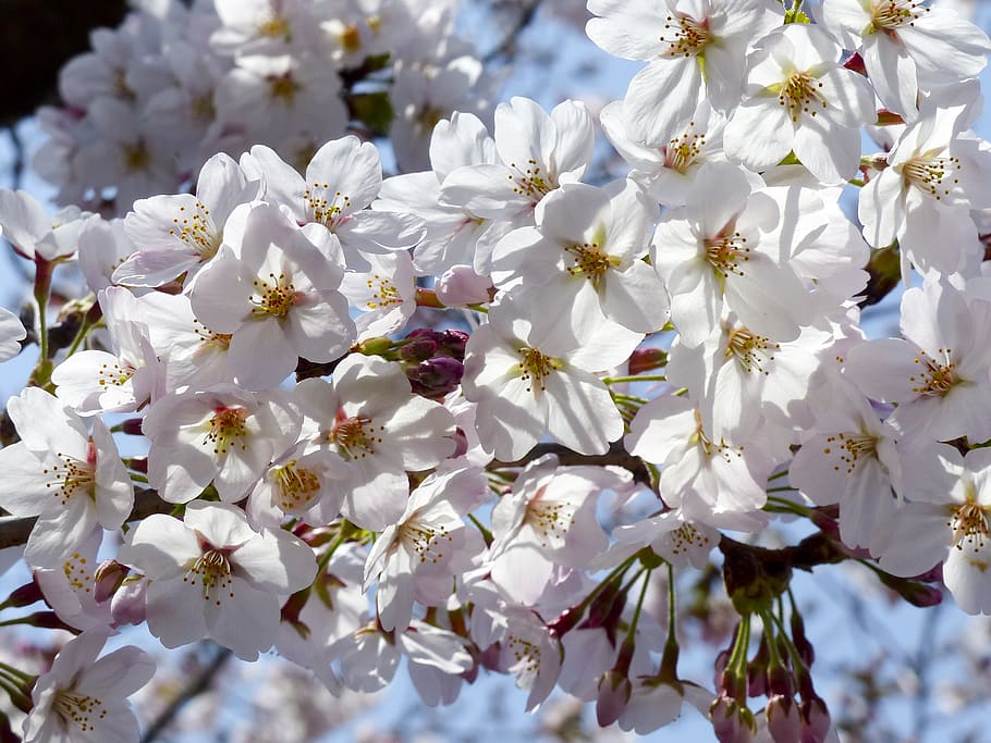 sunbeam, sakura, tree, spring, nature, cherry, bloom, blossom, blooming, pink