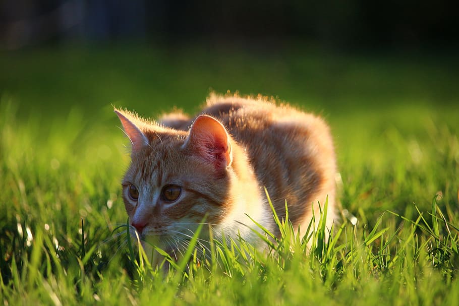 oranye, docking kucing, bidang rumput, Kucing, Kucing Tenggiri, Kucing Merah, kucing tenggiri merah, kucing muda, kucing domestik, bayi kucing