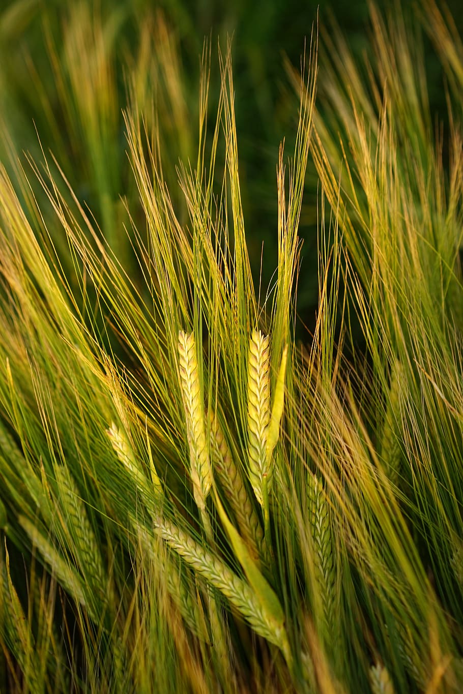 superficial, fotografía de enfoque, verde, hojeado, planta, cebada, campo, espiga, grano, cereales