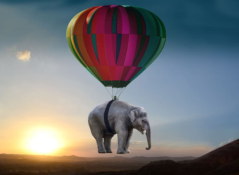 elephant balloon photo, elephant, sunset, steppe, balloon, weightless, ease, pachyderm, afterglow, assembly