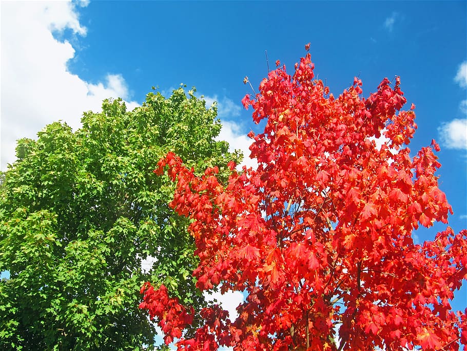 vermelho, folheado, árvore, verde, bordos, árvore vermelha, duas árvores, início do outono, colorido, papel de parede