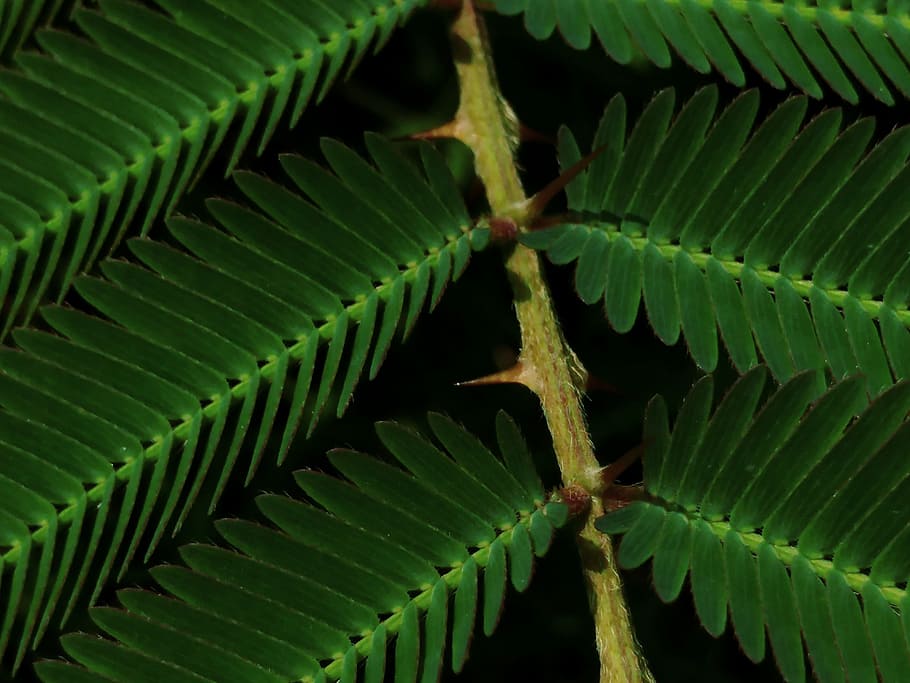 green, weed, prickly, spiny, leaves, closeup, wild, meadow, flora, green color