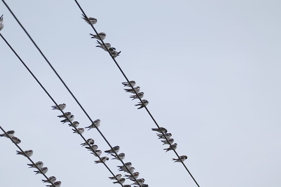 swallows, swarm, power cable, sky, low angle view, clear sky, nature, cable, electricity, day
