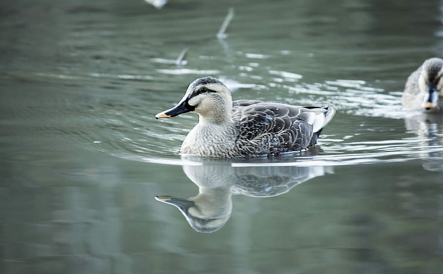 Spot-Billed Duck, Bird, Lake, water surface, reflection, animal, animals in the wild, animal themes, water, waterfront