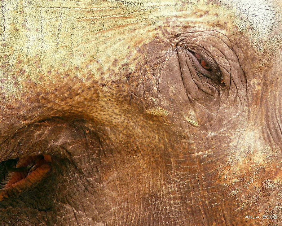 elefante, pele de elefante, áfrica, enrugada, pele, fechar, animal selvagem, olho, pé, cabeça