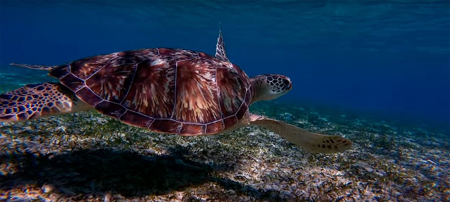 sea turtle, swimming, water, closeup, photography, sea, body of water, nature, ocean, turtle