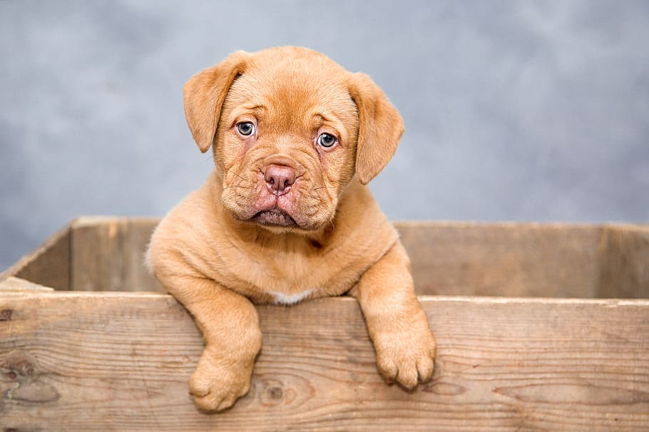tan, french, mastiff puppy, stands, inside, box, dogue de bordeaux, puppy, dogs, sweet