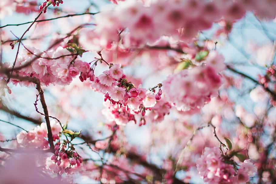 flores, naturaleza, ramas, tallos, tallo, rosa, pétalos, cereza, sakura, todavía