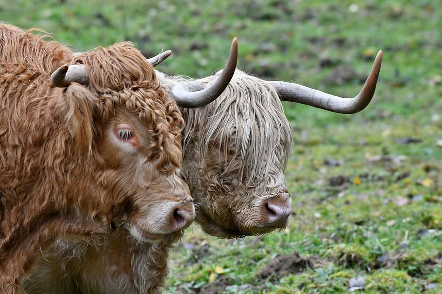 bull, cow, scottish highlander, remote access, long-haired, nature, cows, horns, mammal, animal themes