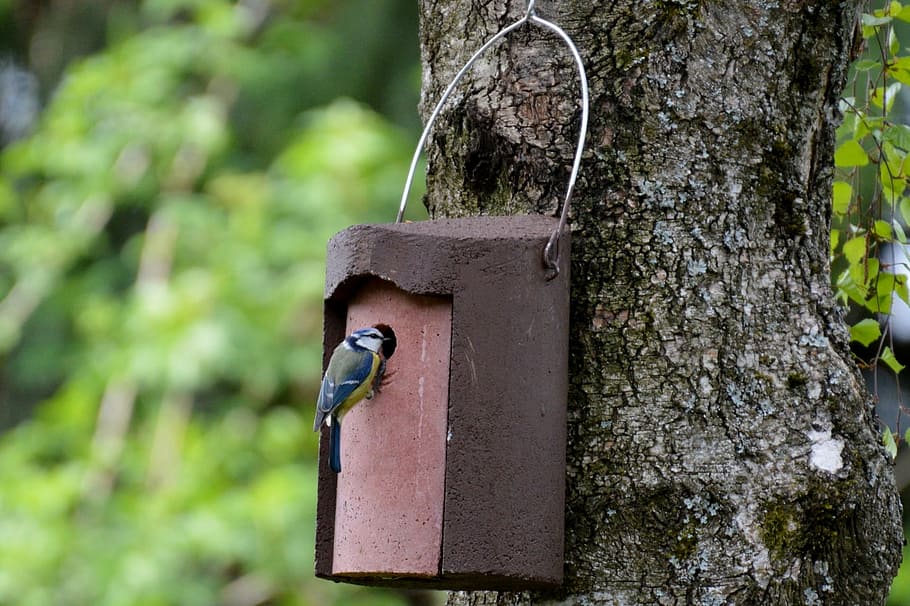 blue tit, nesting place, bird, feather, nature, einflugloch, nesting help, plumage, nesting box, plant
