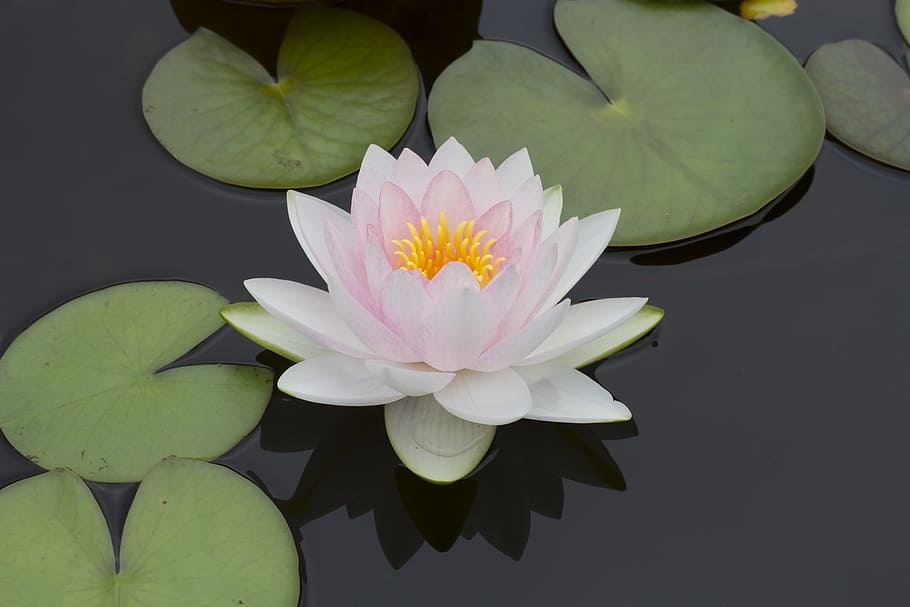 white, pink, flower, lily pads, lily, pond, water plant, water lily, leaf, petal