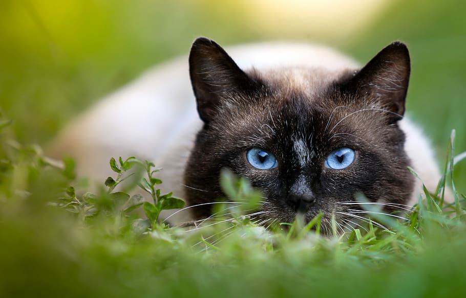 white, black, cat, selective, focus photography, Siamese cat, hunting, siamese, eyes, closeup