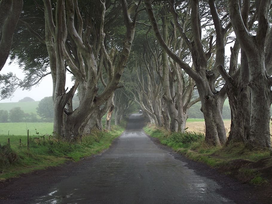 asphalt road, center, trees, daytime, roadway, in between, game of thrones, ireland, hedges, nature