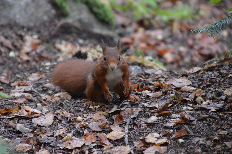 squirrel, forest, nature, animals, animal world, cute, tree, park, rodent, mammal